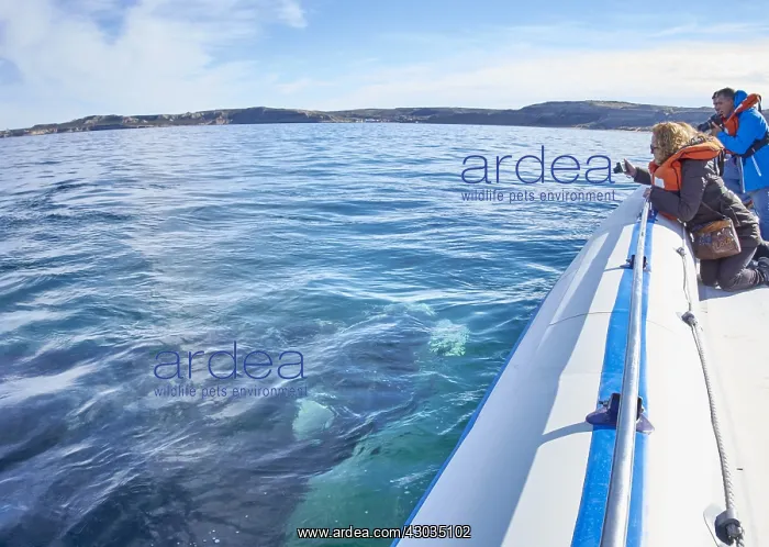 : Southern Right Whale : Southern Right Whale