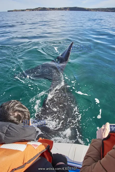 : Southern Right Whale : Southern Right Whale