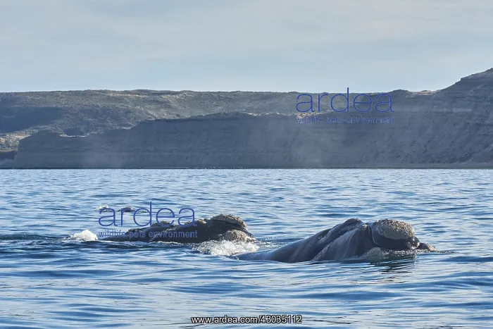 : Southern Right Whale : Southern Right Whale
