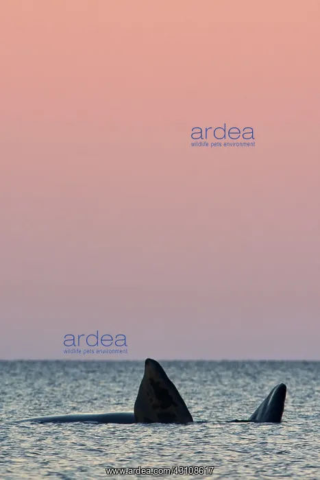 : Southern Right Whale : Southern Right Whale
