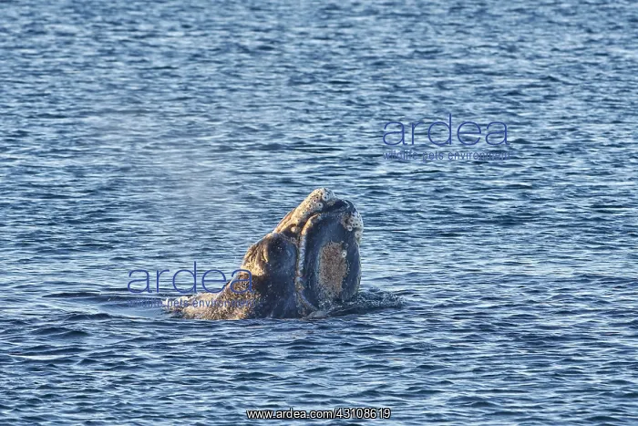 : Southern Right Whale : Southern Right Whale