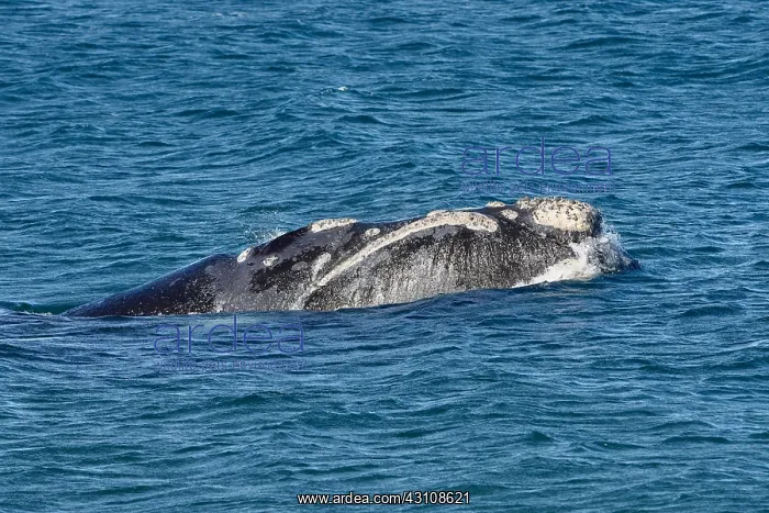 : Southern Right Whale : Southern Right Whale