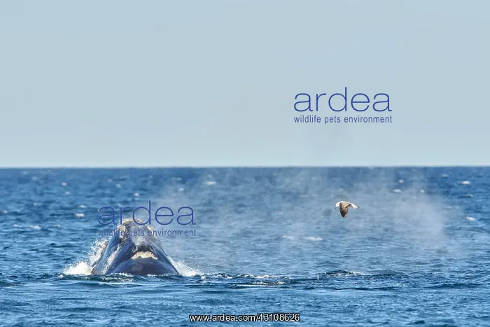  : Southern Right Whale