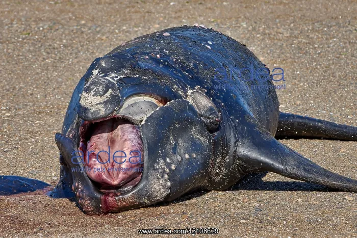  : Southern Right Whale