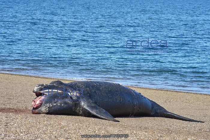 : Southern Right Whale : Southern Right Whale
