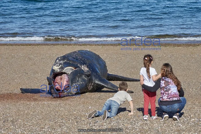  : Southern Right Whale