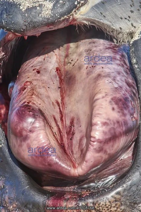  : Southern Right Whale