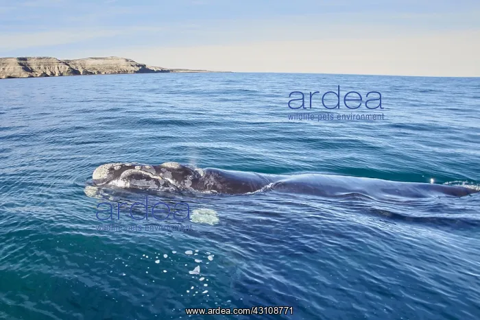 : Southern Right Whale : Southern Right Whale