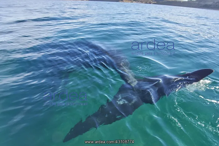 : Southern Right Whale : Southern Right Whale