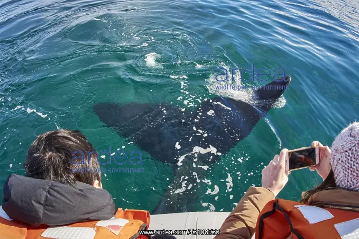 : Southern Right Whale : Southern Right Whale