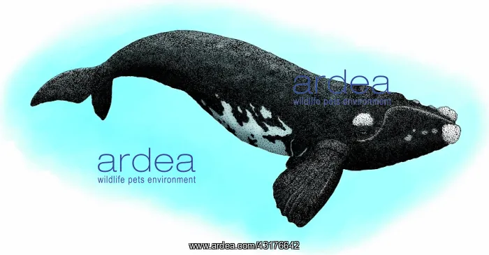  : Southern right whale