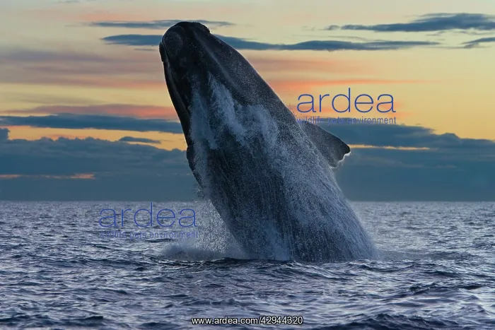  : Southern Right Whale - adult breaches