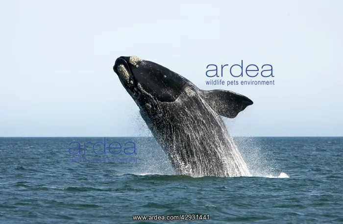 : Southern Right Whale - Adult, breaching : Southern Right Whale - Adult, breaching