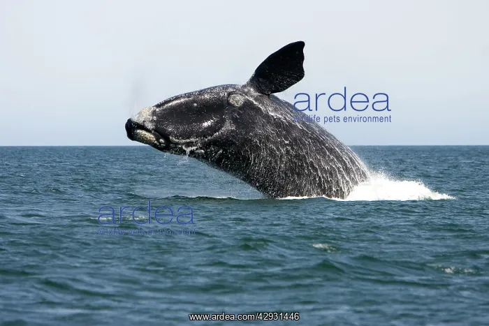 : Southern Right Whale - Adult, breaching : Southern Right Whale - Adult, breaching