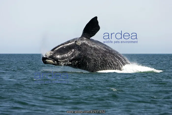 : Southern Right Whale - Adult, breaching : Southern Right Whale - Adult, breaching