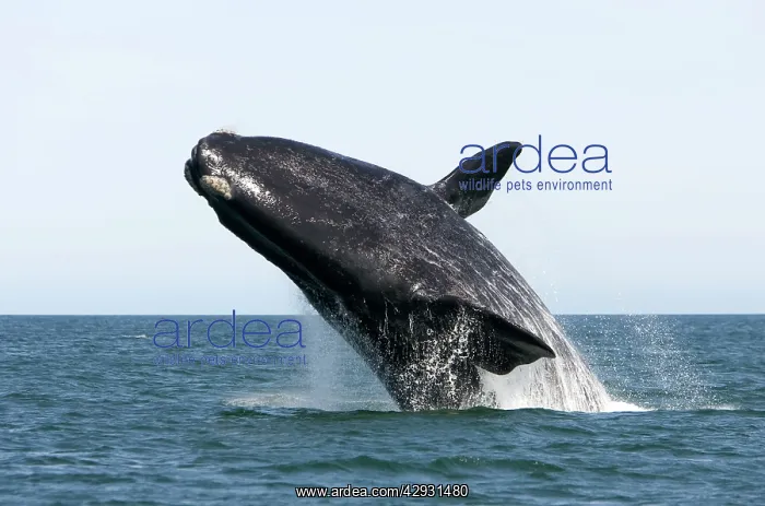 : Southern Right Whale - Adult, breaching : Southern Right Whale - Adult, breaching