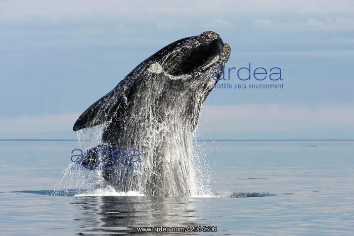 : Southern Right Whale - adult breaching : Southern Right Whale - adult breaching