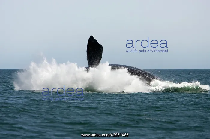 : Southern Right Whale - Adult, falling back into : Southern Right Whale - Adult, falling back into