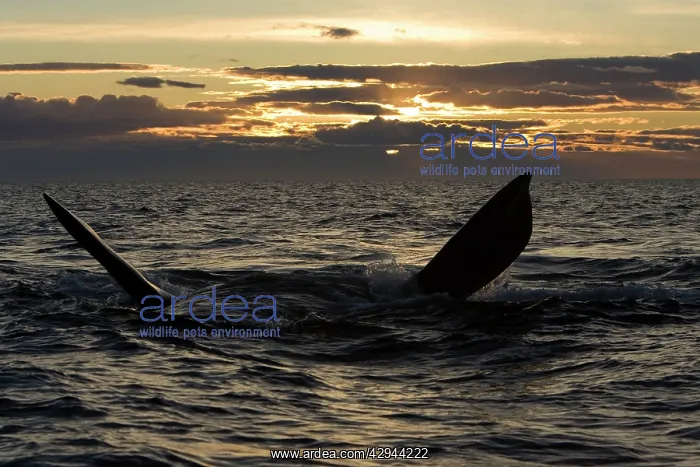  : Southern Right whale - adult whale resting at the