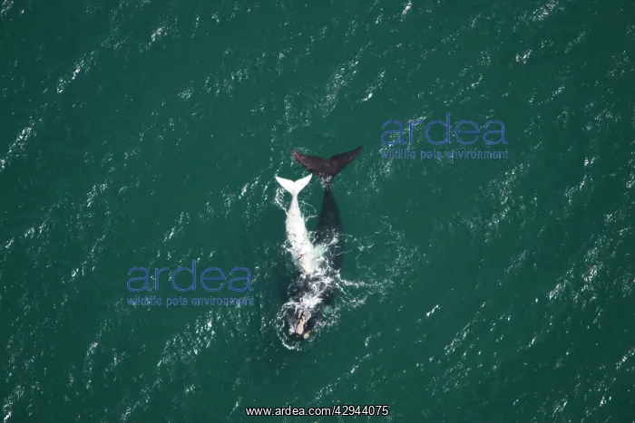 : Southern Right Whale - aerial view of a female : Southern Right Whale - aerial view of a female