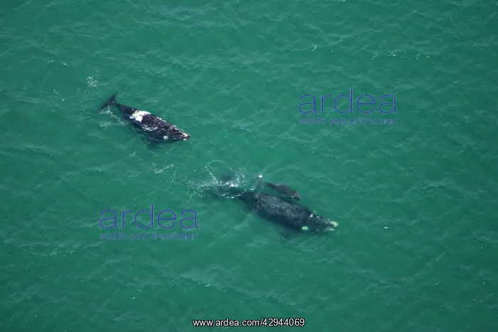 : Southern Right whale - aerial view; mother and : Southern Right whale - aerial view; mother and