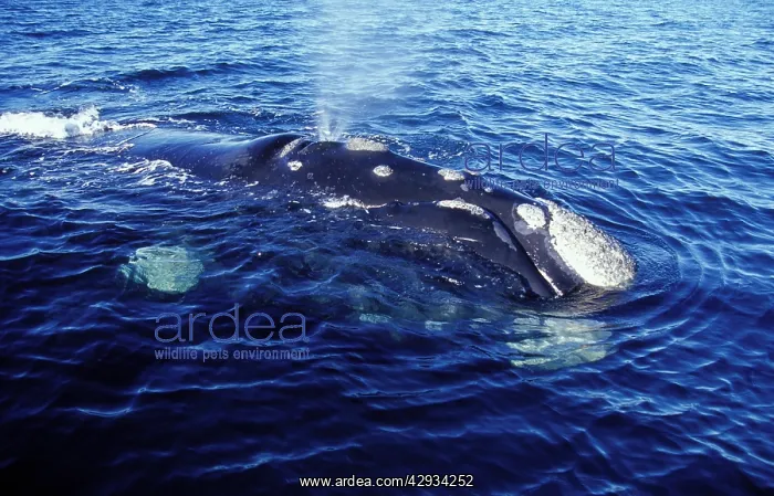 : Southern Right Whale - Blowing, Close-up showing : Southern Right Whale - Blowing, Close-up showing