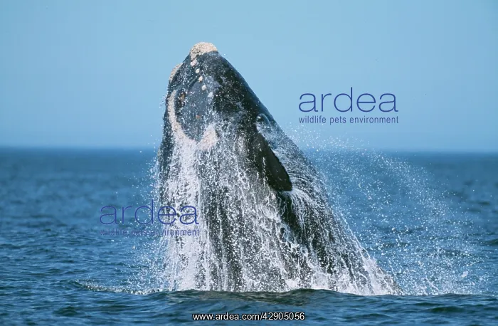 : Southern Right WHALE - breaching : Southern Right WHALE - breaching