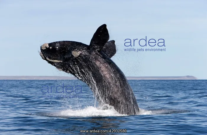  : Southern Right Whale - breaching