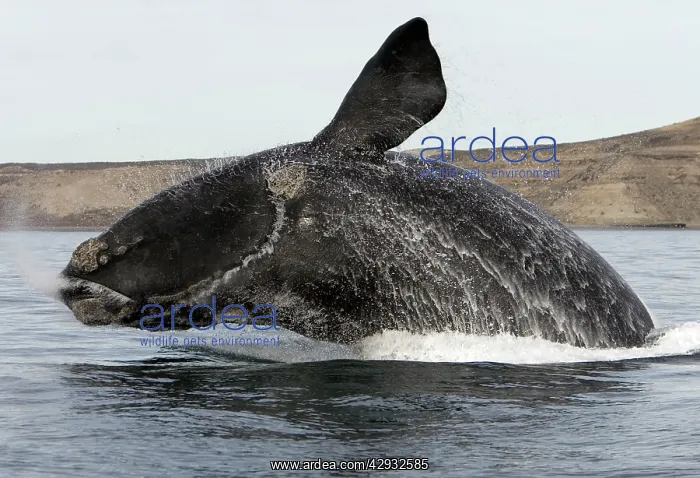  : Southern Right Whale - breaching