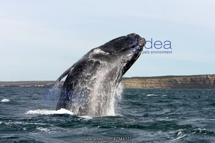 : Southern Right Whale - breaching : Southern Right Whale - breaching