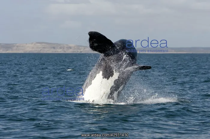 : Southern Right Whale: calf, breaching : Southern Right Whale: calf, breaching
