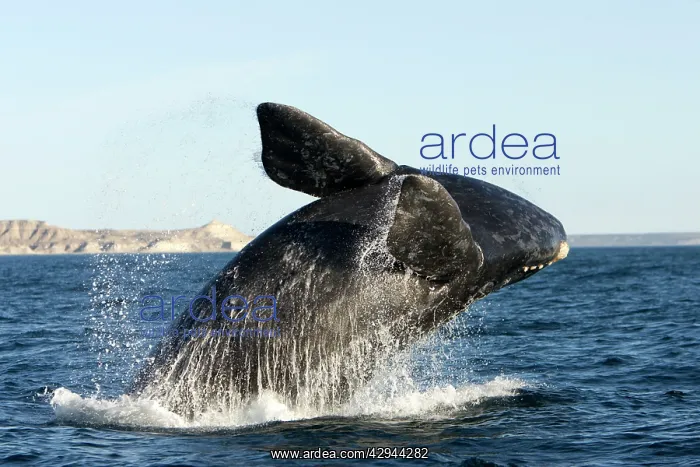 : Southern Right whale - calf breaching : Southern Right whale - calf breaching