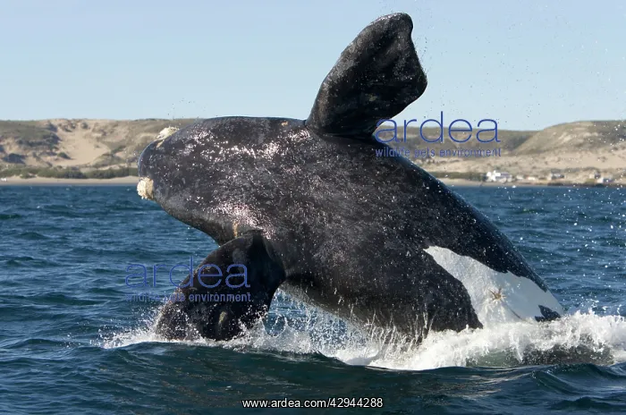 : Southern Right Whale - calf, breaching : Southern Right Whale - calf, breaching