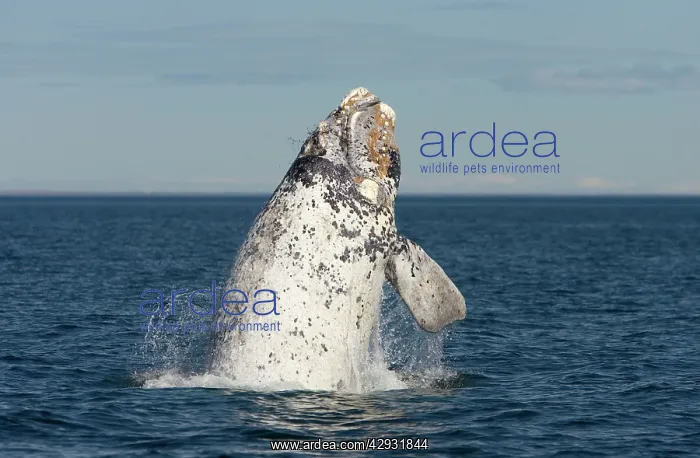 : Southern Right Whale - Calf breaching. Each year : Southern Right Whale - Calf breaching. Each year