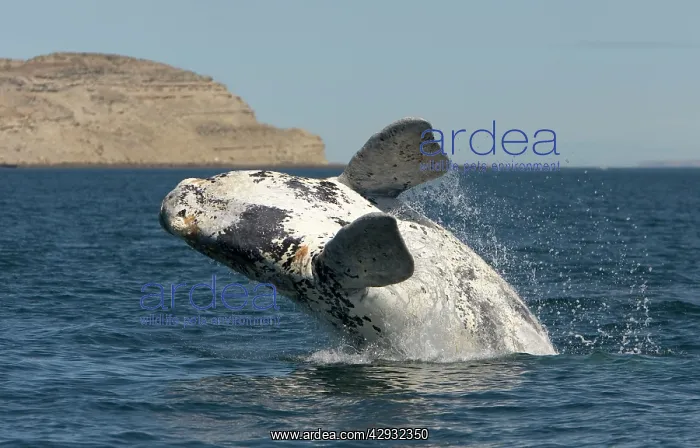: Southern Right Whale - Calf breaching. Each year : Southern Right Whale - Calf breaching. Each year