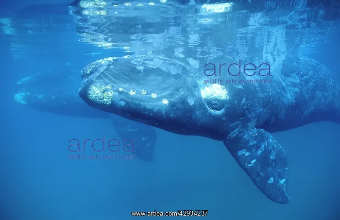 : Southern Right Whale - Calf in foreground; mother : Southern Right Whale - Calf in foreground; mother