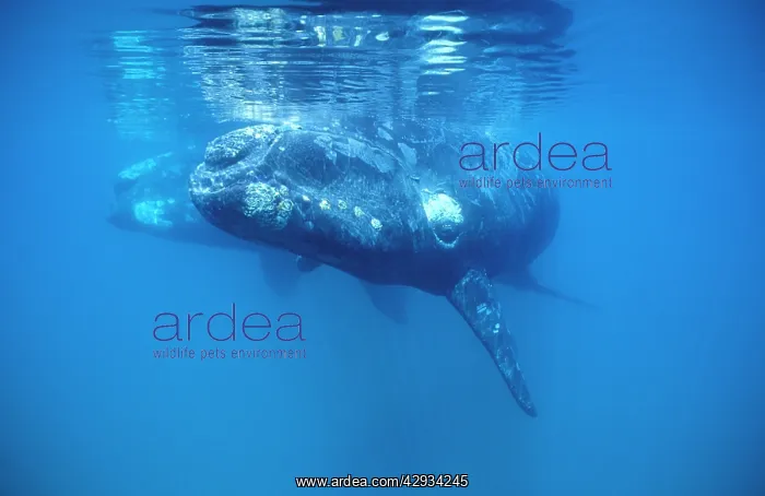 : Southern Right Whale - Calf in foreground; mother : Southern Right Whale - Calf in foreground; mother