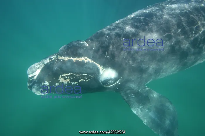 : Southern Right Whale - Calf. note aggregations : Southern Right Whale - Calf. note aggregations