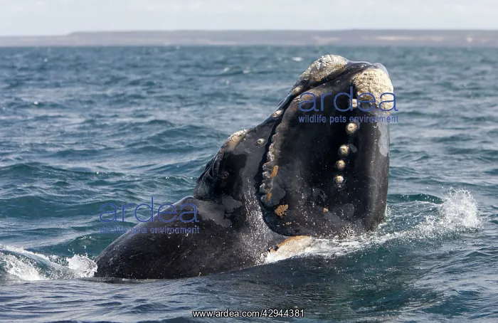: Southern Right whale - a calf is raising the forward : Southern Right whale - a calf is raising the forward
