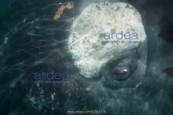 : Southern Right Whale - close-up of the eye area : Southern Right Whale - close-up of the eye area