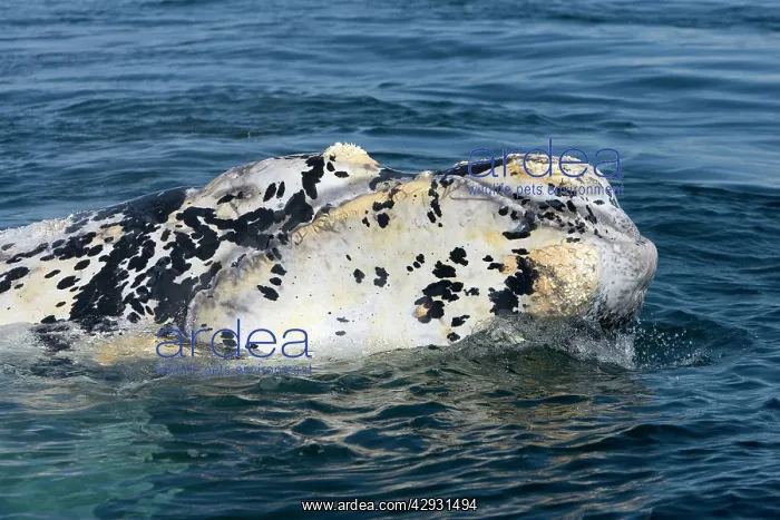 : Southern Right Whale - Close-up of head of a white : Southern Right Whale - Close-up of head of a white