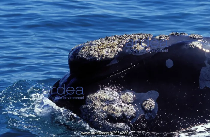 : Southern Right Whale - Close-up, showing shape : Southern Right Whale - Close-up, showing shape