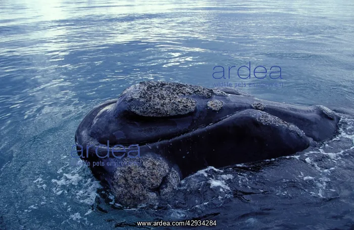 : Southern Right Whale - Close-up showing the shape : Southern Right Whale - Close-up showing the shape