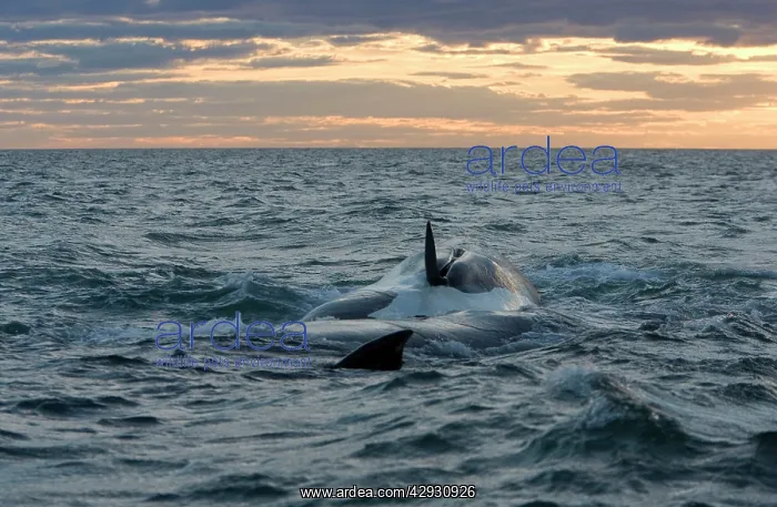 : Southern Right Whale - Courting. The animals are : Southern Right Whale - Courting. The animals are