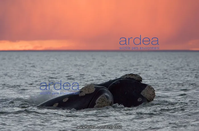 : Southern Right Whale - Courting: male and female : Southern Right Whale - Courting: male and female