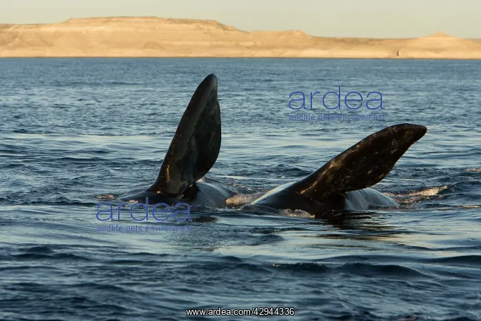 : Southern Right whale - courtship, during an episode : Southern Right whale - courtship, during an episode