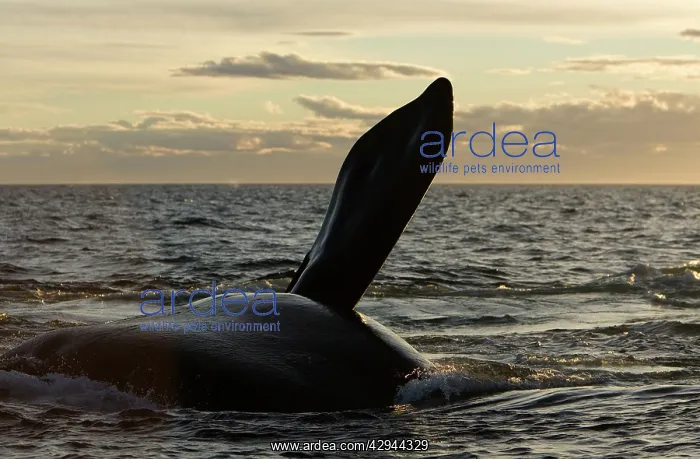: Southern Right Whale - during an episode of courtship : Southern Right Whale - during an episode of courtship