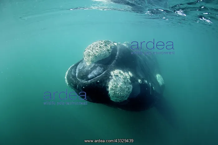 : Southern right whale, Eubalaena australis, Conservation : Southern right whale, Eubalaena australis, Conservation