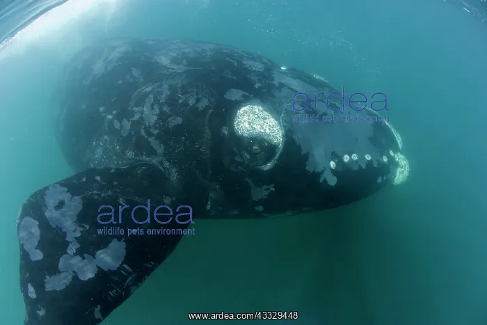 : Southern right whale, Eubalaena australis, Conservation : Southern right whale, Eubalaena australis, Conservation