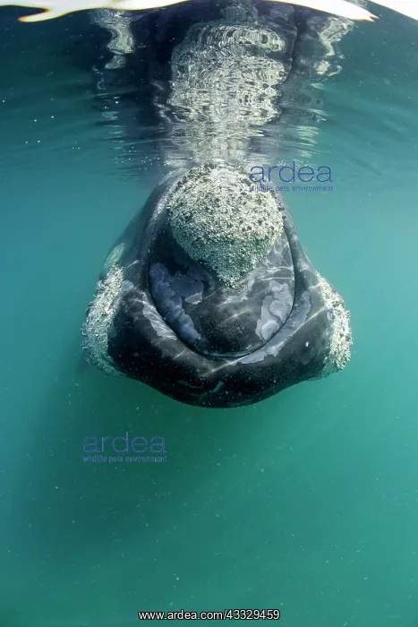 : Southern right whale, Eubalaena australis, Conservation : Southern right whale, Eubalaena australis, Conservation